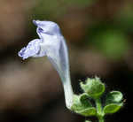 Heartleaf skullcap